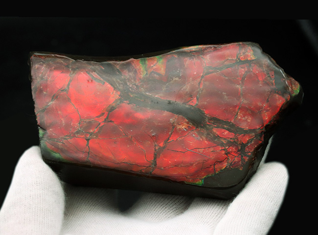 ＢＩＧサイズ、１１センチ超え！真紅を呈する上質のアンモライト（Ammolite）のピース（その2）