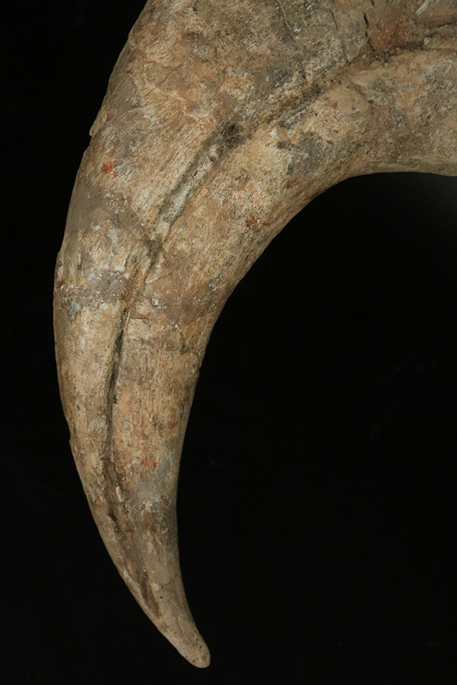 これぞワールドクラス！一生の宝物！化石セブンの社史に残る逸品！スコミムス・テレネンシス（Suchomimus tenerensis）の、恐るべきサイズを誇る、ハンドクロウの化石（その2）