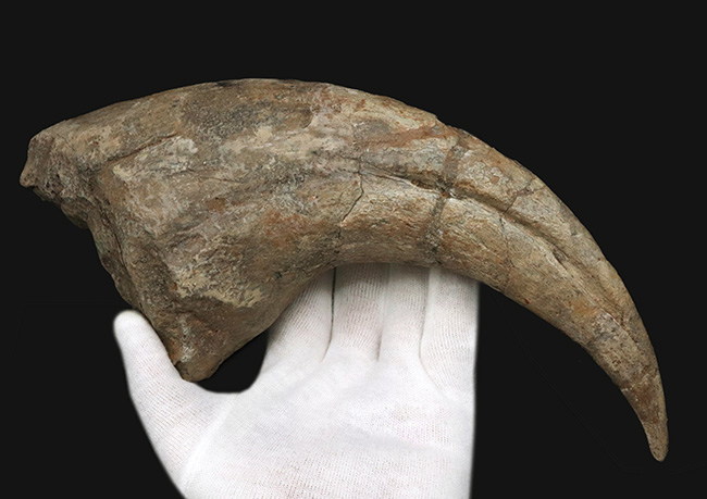 これぞワールドクラス！一生の宝物！化石セブンの社史に残る逸品！スコミムス・テレネンシス（Suchomimus tenerensis）の、恐るべきサイズを誇る、ハンドクロウの化石（その4）
