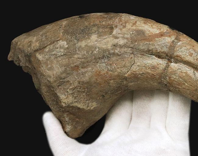 これぞワールドクラス！一生の宝物！化石セブンの社史に残る逸品！スコミムス・テレネンシス（Suchomimus tenerensis）の、恐るべきサイズを誇る、ハンドクロウの化石（その5）