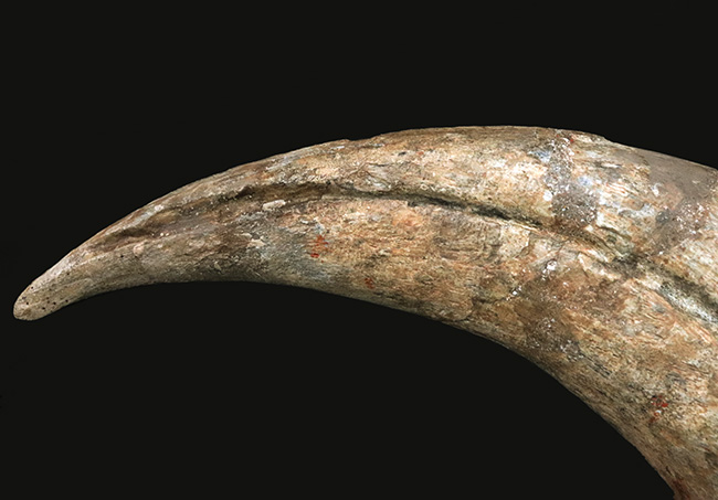 これぞワールドクラス！一生の宝物！化石セブンの社史に残る逸品！スコミムス・テレネンシス（Suchomimus tenerensis）の、恐るべきサイズを誇る、ハンドクロウの化石（その7）