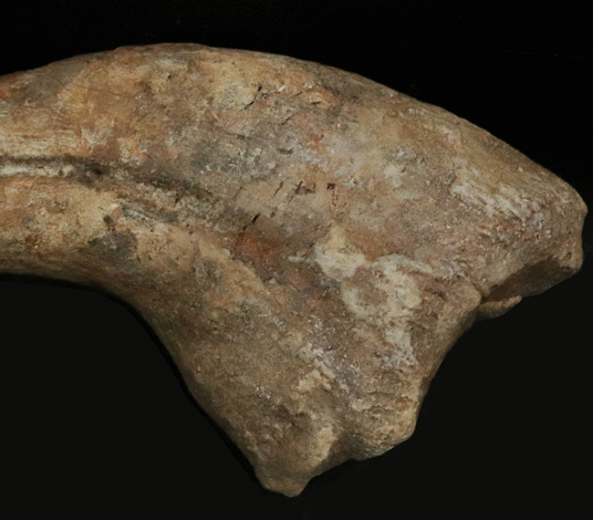 これぞワールドクラス！一生の宝物！化石セブンの社史に残る逸品！スコミムス・テレネンシス（Suchomimus tenerensis）の、恐るべきサイズを誇る、ハンドクロウの化石（その8）