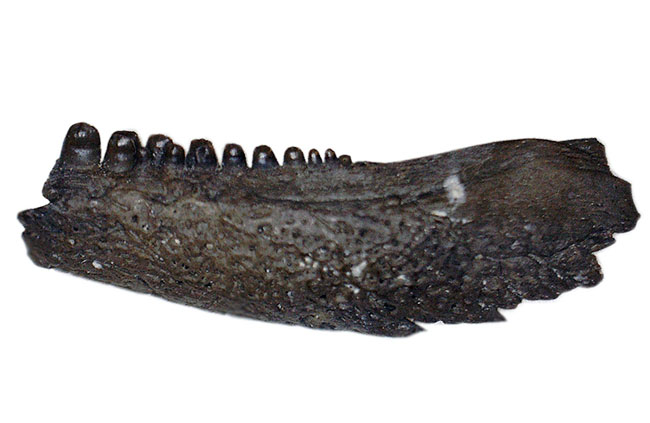 極めてレア！最も原始的な爬虫類、カプトリヌス・アグティ（Captorhinus aguti）の顎化石。専用ケース付き。（その1）