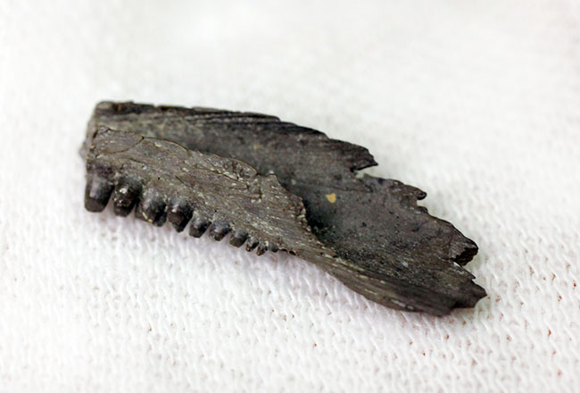 極めてレア！最も原始的な爬虫類、カプトリヌス・アグティ（Captorhinus aguti）の顎化石。専用ケース付き。（その4）