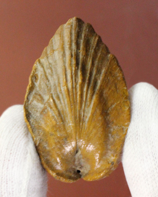 マニアック！白亜紀の地層から採集されたペルー産の二枚貝の化石、ロウダイレイア（Roudaireia）（その1）