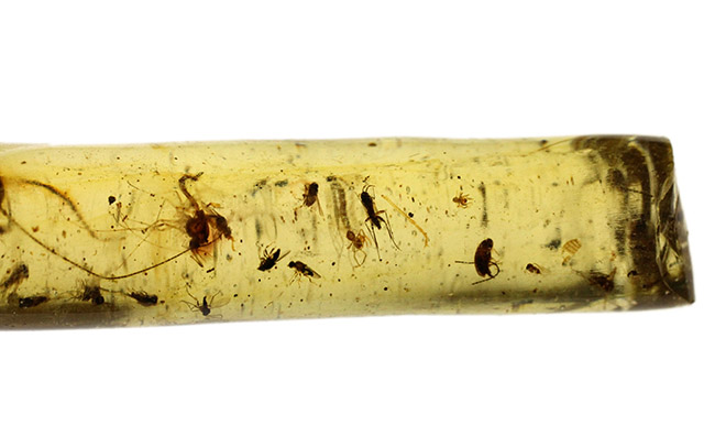 １００円玉に引けを取らない、ビッグサイズの昆虫を内包したマダガスカル産のコーパル（Copal）。古代の針葉樹の樹脂の化石（その10）