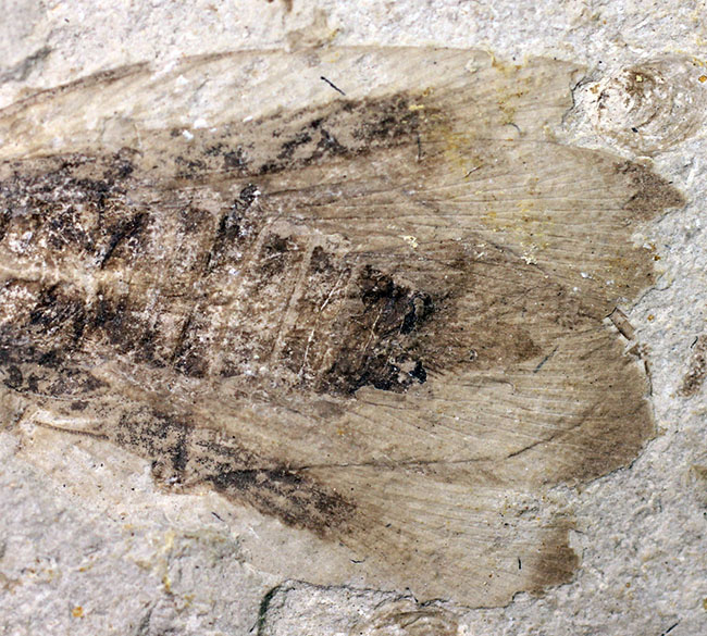 中国遼寧省産ジュラ紀後期から白亜紀前期にかけて棲息していた昆虫の化石（その7）