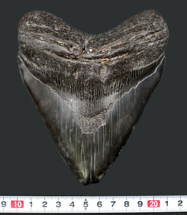 １００％ナチュラル、それでいてロングカーブ計測１５センチ！セレーションも素晴らしい、シンメトリー（左右対称性）も素晴らしい、どの点においてもハイクラス。非の打ち所がないメガロドン（Carcharodon megalodon）の歯化石（その10）