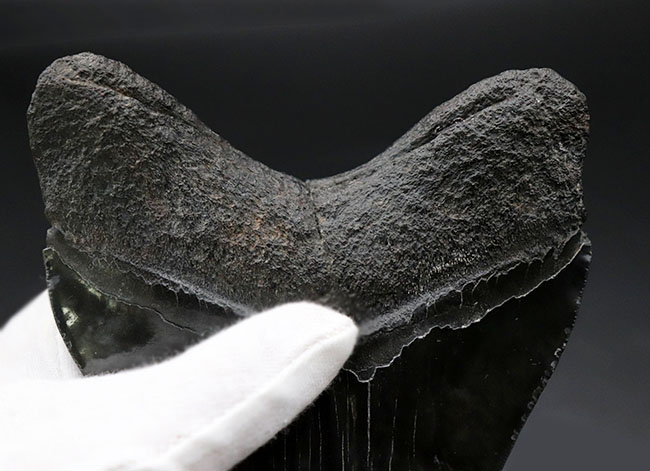 １００％ナチュラル、それでいてロングカーブ計測１５センチ！セレーションも素晴らしい、シンメトリー（左右対称性）も素晴らしい、どの点においてもハイクラス。非の打ち所がないメガロドン（Carcharodon megalodon）の歯化石（その4）