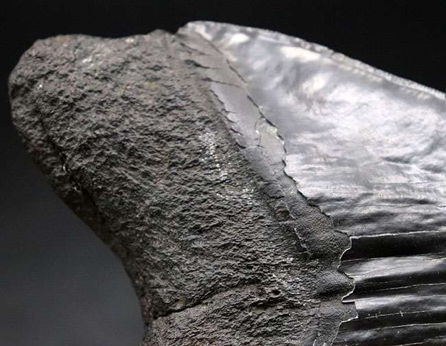 １００％ナチュラル、それでいてロングカーブ計測１５センチ！セレーションも素晴らしい、シンメトリー（左右対称性）も素晴らしい、どの点においてもハイクラス。非の打ち所がないメガロドン（Carcharodon megalodon）の歯化石（その6）