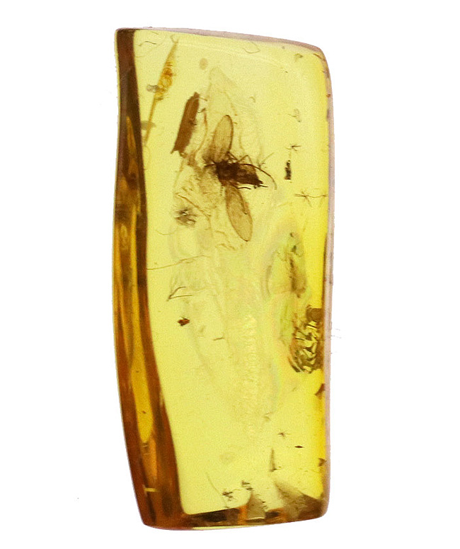 琥珀コレクター必見、ベリーレア！カ亜目のチョウバエ科の虫が閉じ込められたバルト海産琥珀（Amber）（その2）
