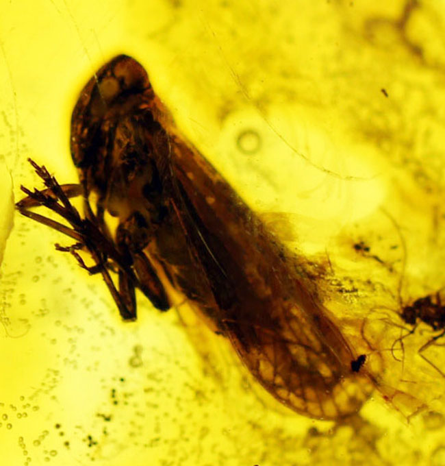 セミを小さくしたような姿で知られるヨコバイ亜目の虫が内包されたバルト海産の琥珀（Amber）（その1）