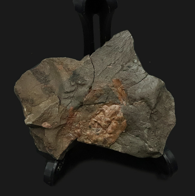 甲羅の凸凹も明瞭に保存された国産カニ化石（その2）