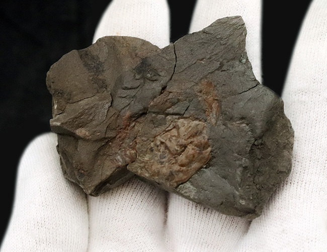 甲羅の凸凹も明瞭に保存された国産カニ化石（その3）