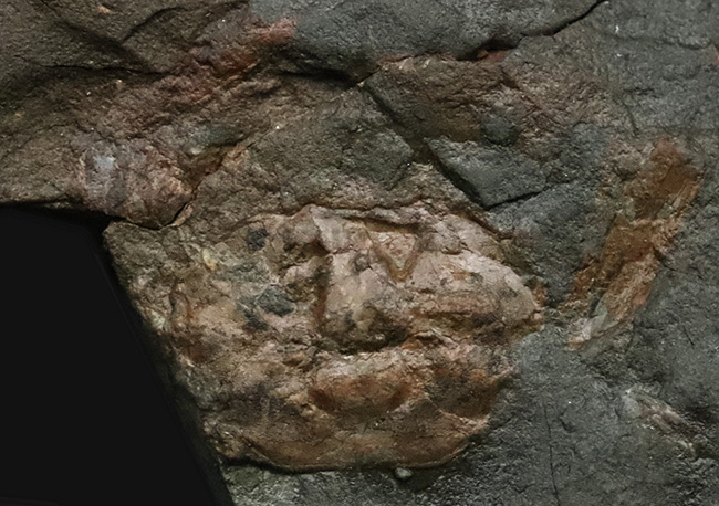 甲羅の凸凹も明瞭に保存された国産カニ化石（その4）