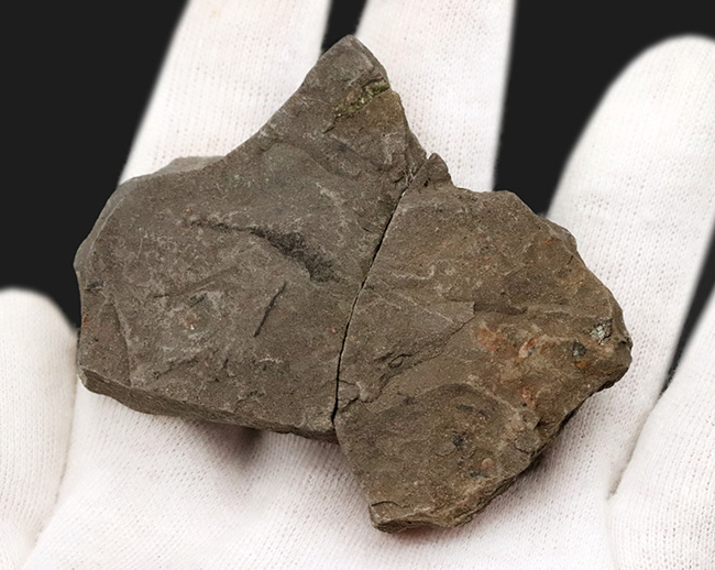 甲羅の凸凹も明瞭に保存された国産カニ化石（その5）