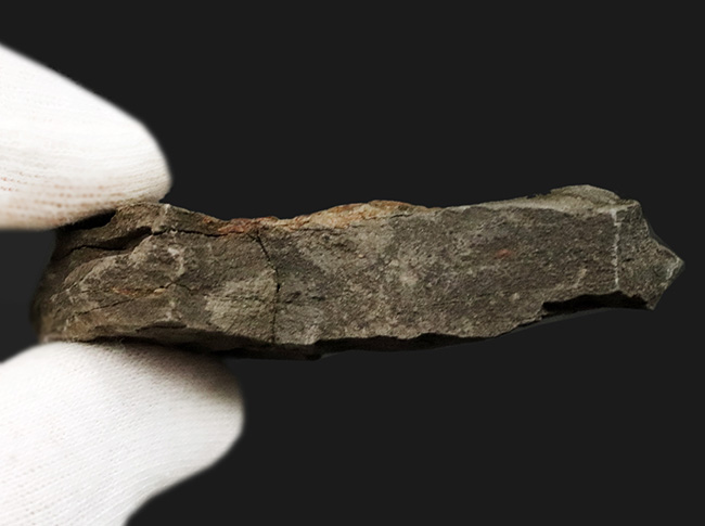 甲羅の凸凹も明瞭に保存された国産カニ化石（その6）
