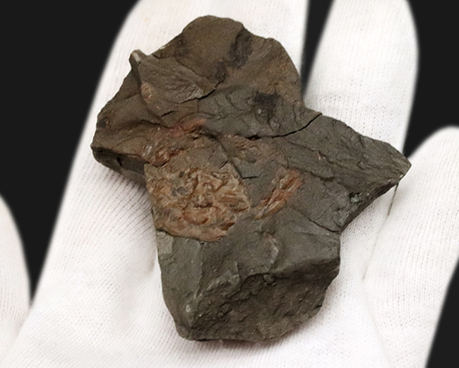 甲羅の凸凹も明瞭に保存された国産カニ化石（その7）