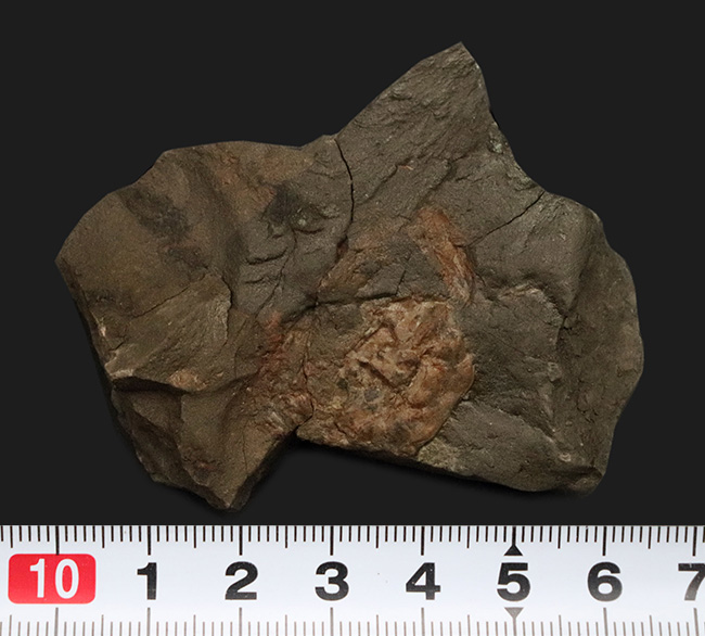 甲羅の凸凹も明瞭に保存された国産カニ化石（その8）