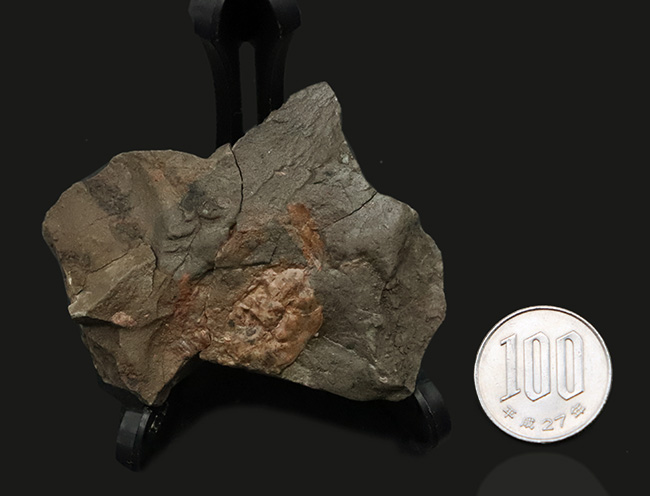 甲羅の凸凹も明瞭に保存された国産カニ化石（その9）