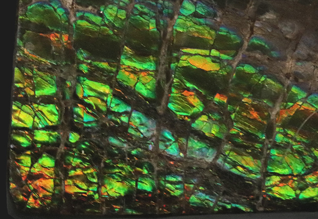 グリーンドラゴン！見事な鱗模様が見られるカナダ・アルバータで発見されたアンモライト（Ammolite）の原石（その1）