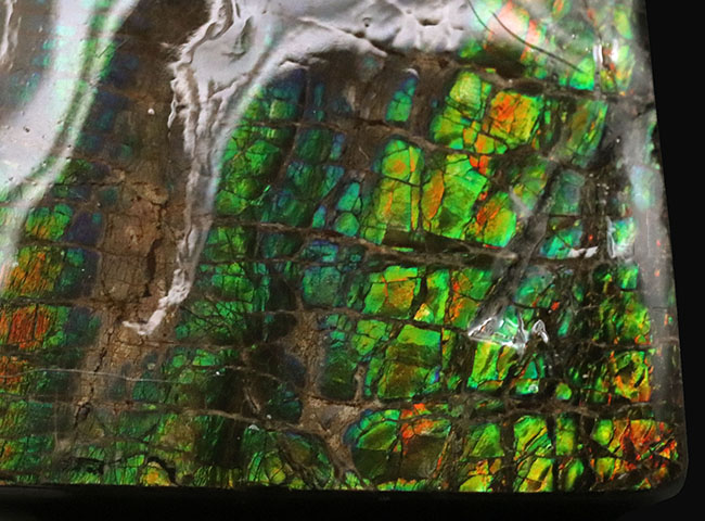 グリーンドラゴン！見事な鱗模様が見られるカナダ・アルバータで発見されたアンモライト（Ammolite）の原石（その5）