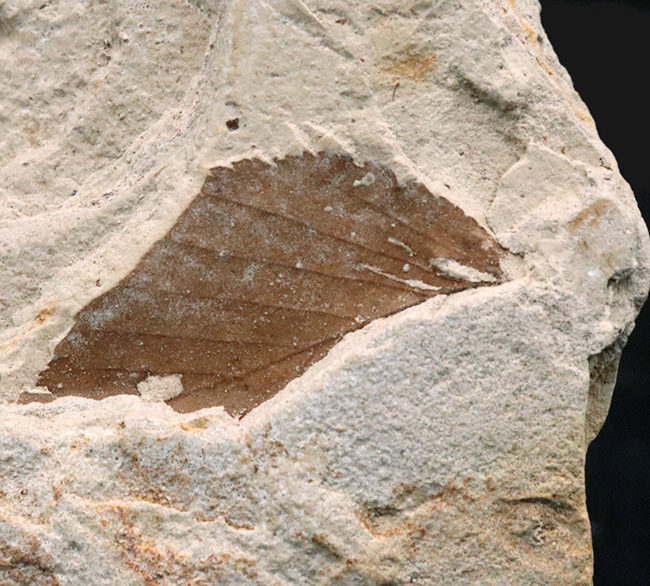 断続的に積み重なった頁岩が特徴的、栃木県塩原産、数十年前に湖底だった地層から採集された木の葉の化石（その3）