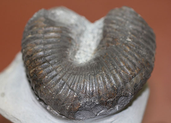 白亜紀北海道産、異様な異常巻きアンモナイト、ティプロモセラスの殻のカーブ部分。（その5）