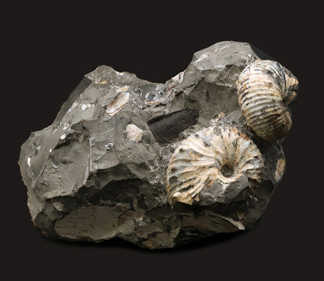 複数個体あり！米国サウスダコタ州産の珍しいアンモナイト、ディスコスカフィテス（Discoscaphites）（その1）