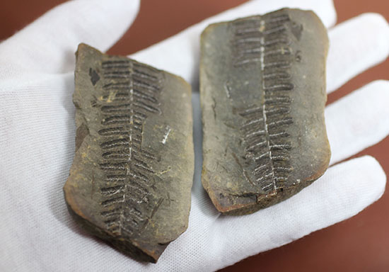 シダと種子植物の中間的存在、植物化石ペコプテリス(Pecopteris sp.)の葉の化石（その3）