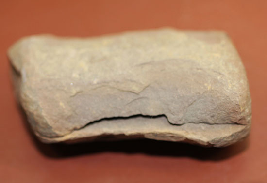 シダと種子植物の中間的存在、植物化石ペコプテリス(Pecopteris sp.)の葉の化石（その4）