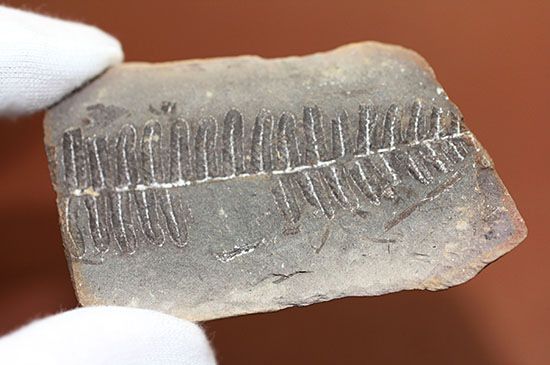 シダと種子植物の中間的存在、植物化石ペコプテリス(Pecopteris sp.)の葉の化石（その5）