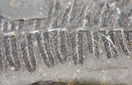 シダと種子植物の中間的存在、植物化石ペコプテリス(Pecopteris sp.)の葉の化石（その7）