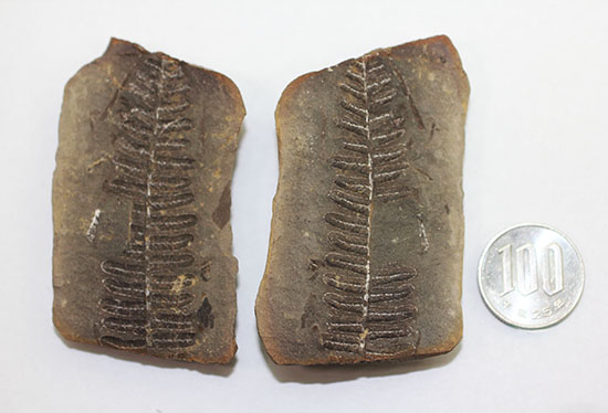 シダと種子植物の中間的存在、植物化石ペコプテリス(Pecopteris sp.)の葉の化石（その8）