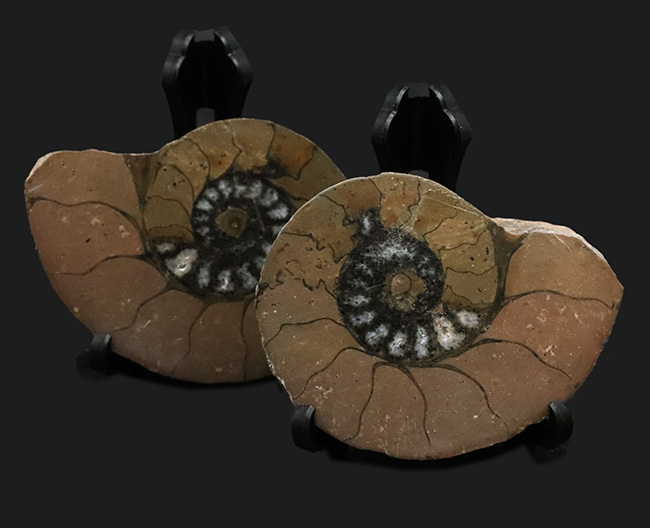 カーキ色が特徴的なモロッコ産のハーフカットアンモナイト（Ammonite）、ペア標本（その1）