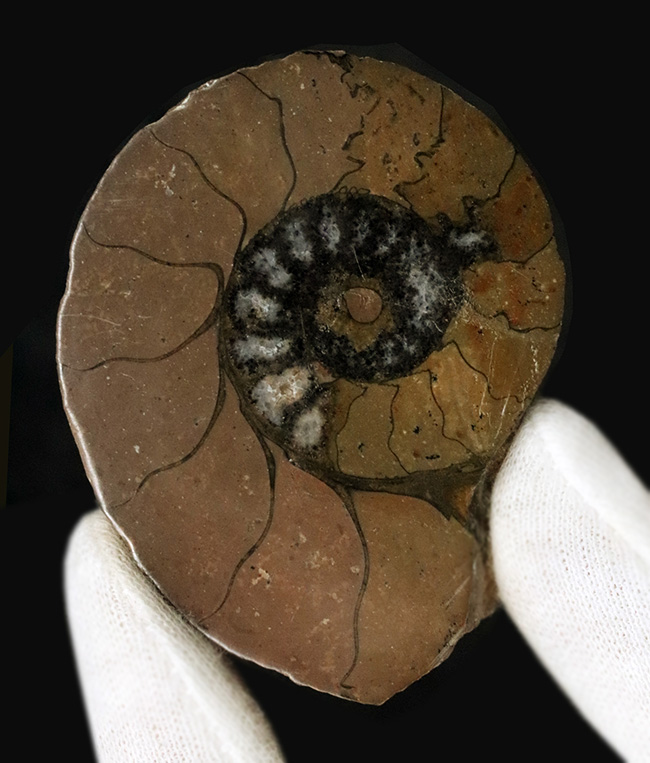 カーキ色が特徴的なモロッコ産のハーフカットアンモナイト（Ammonite）、ペア標本（その2）