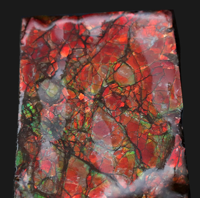 情熱的な赤を輝かせるアンモライト（Ammolite）のピース（その4）