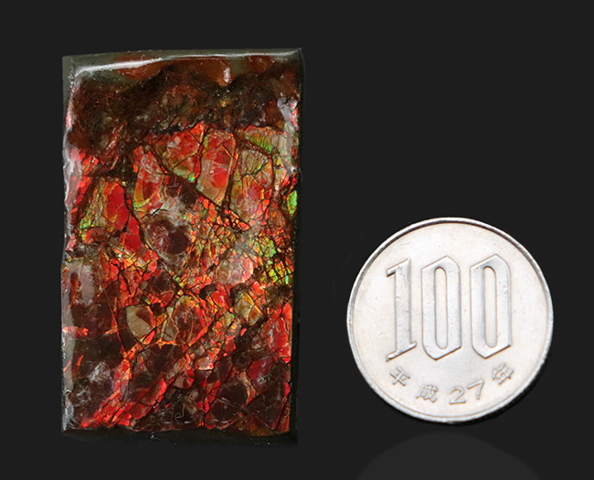 情熱的な赤を輝かせるアンモライト（Ammolite）のピース（その8）