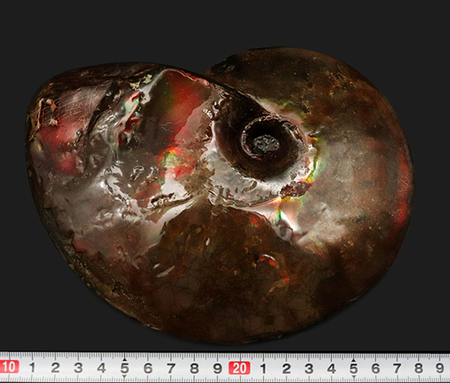 直径最大部１７センチ！大変希少な完全体！カナダ・アルバータ州が生んだ宝石、アンモ「ラ」イト（Ammolite）の完全個体（その11）