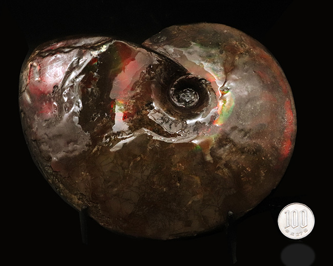 直径最大部１７センチ！大変希少な完全体！カナダ・アルバータ州が生んだ宝石、アンモ「ラ」イト（Ammolite）の完全個体（その12）