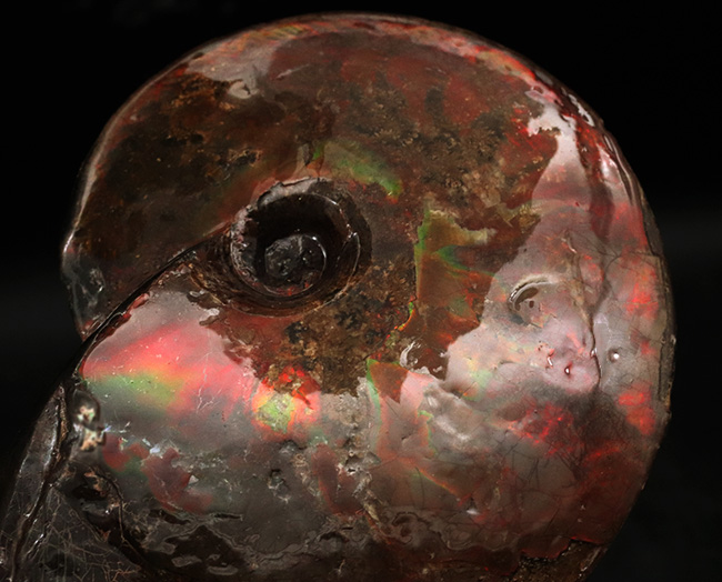 直径最大部１７センチ！大変希少な完全体！カナダ・アルバータ州が生んだ宝石、アンモ「ラ」イト（Ammolite）の完全個体（その2）