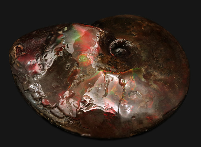 直径最大部１７センチ！大変希少な完全体！カナダ・アルバータ州が生んだ宝石、アンモ「ラ」イト（Ammolite）の完全個体（その7）