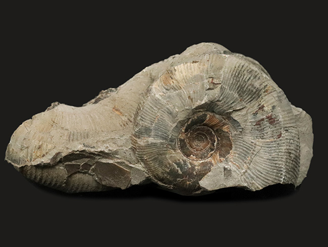 群集標本！北海道産母岩付きアンモナイト（Ammonite）（その1）