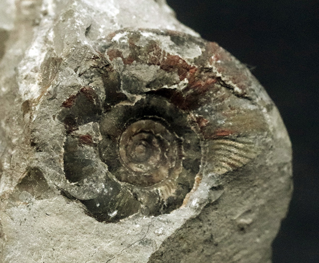 群集標本！北海道産母岩付きアンモナイト（Ammonite）（その4）