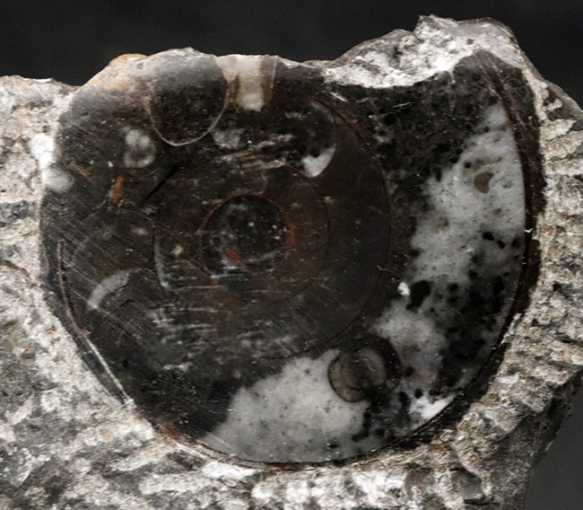 母岩付き、２つのゴニアタイト（Goniatite）が同居したメガネのようなマルチプレート化石（その4）