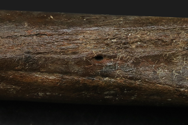 ２８センチ級！オランダ産、第四紀更新世に生きた古代の馬、エクウス（Equus）の中足骨の化石（その7）