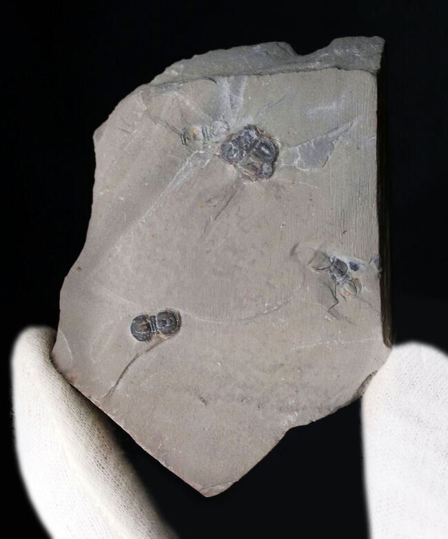 カンブリア紀中期の示準化石、三葉虫界随一の変わり者、ペロノプシス（Peronopsis interstrictus）の化石（その2）