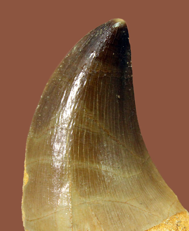 エナメル質の保存状態はパーフェクト。モササウルス（Mosasaurus sp.）の上質歯化石（その6）