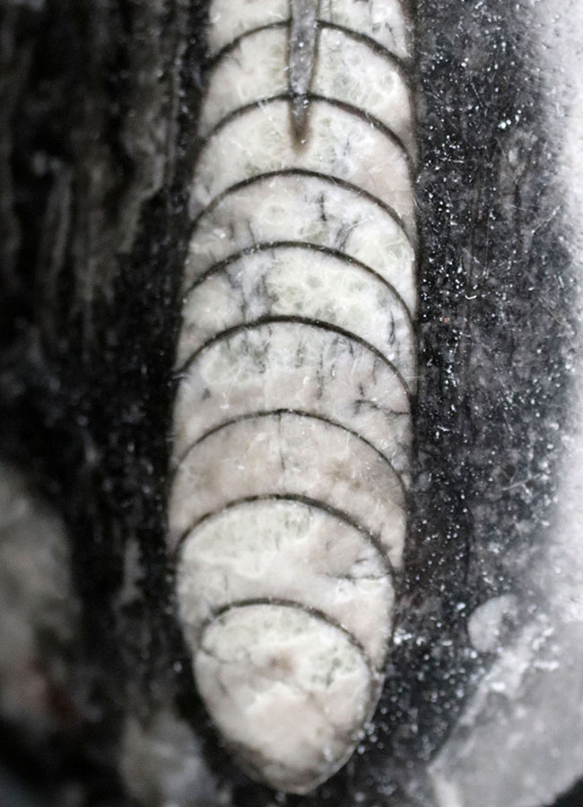 まっすぐな殻を持つ頭足類の仲間、オルソセラス（Orthoceras）の化石（その4）
