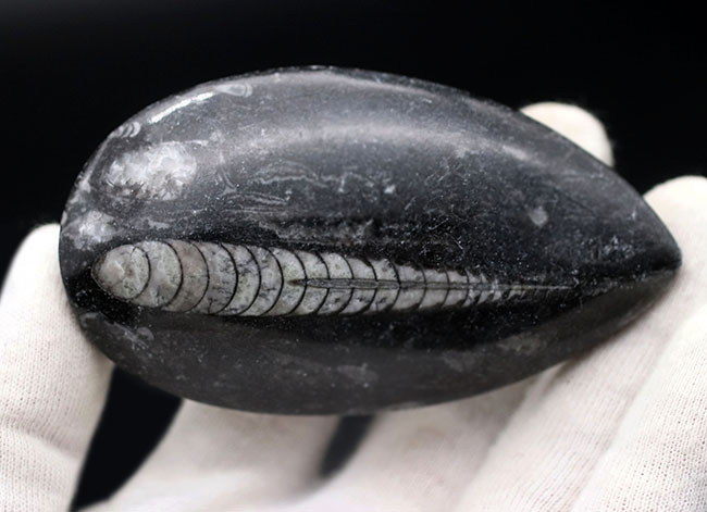 まっすぐな殻を持つ頭足類の仲間、オルソセラス（Orthoceras）の化石（その7）